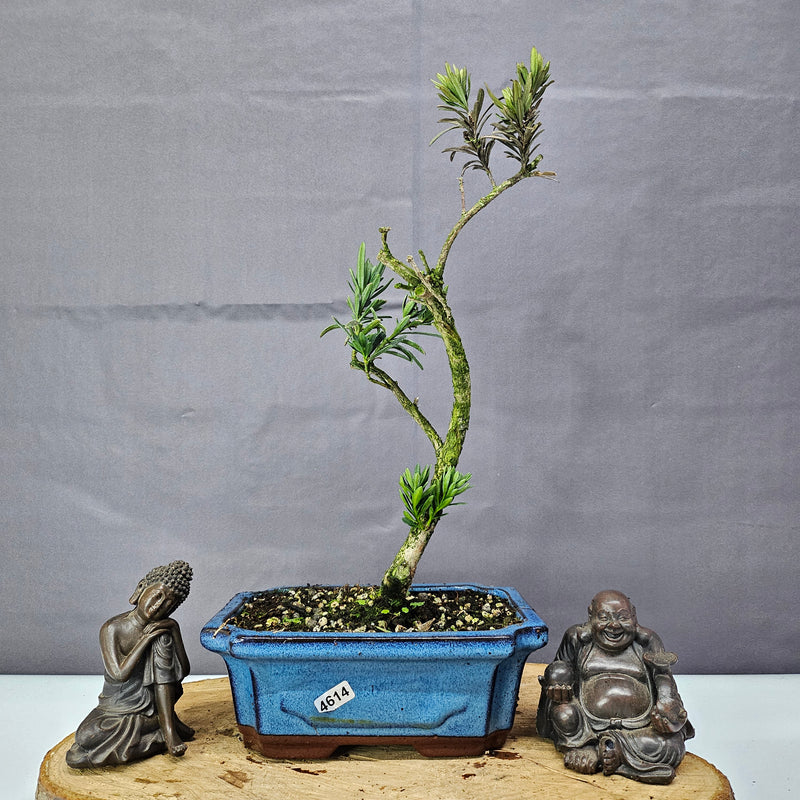 Clearance: Buddhist Pine (Podocarpus Micro) Bonsai Tree | Shaped | In 20cm Pot