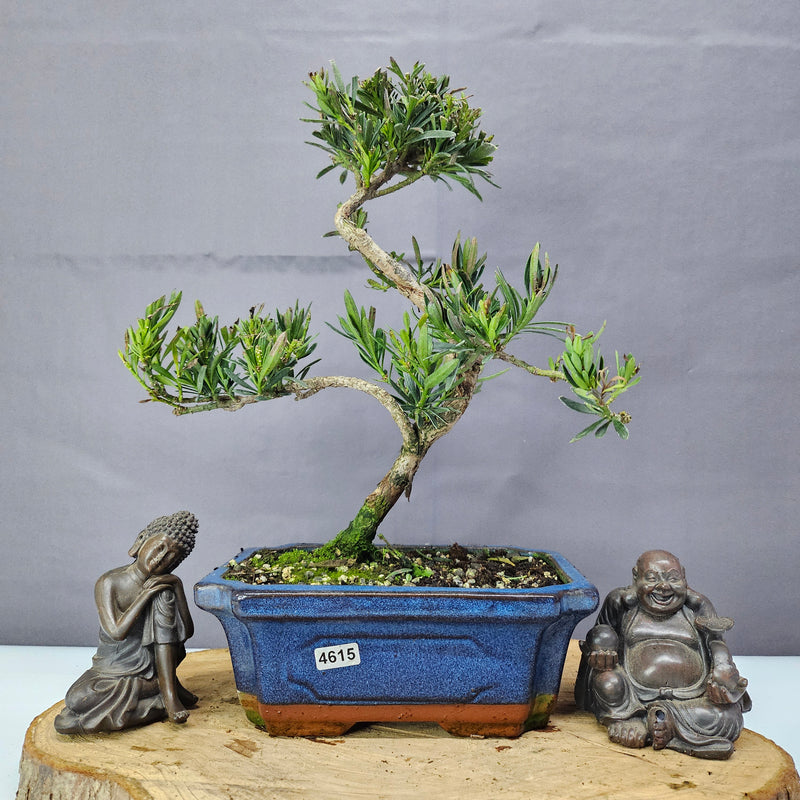 Clearance: Buddhist Pine (Podocarpus Micro) Bonsai Tree | Shaped | In 20cm Pot