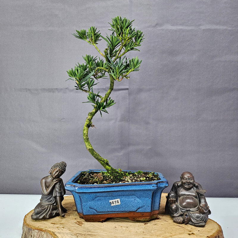 Clearance: Buddhist Pine (Podocarpus Micro) Bonsai Tree | Shaped | In 20cm Pot