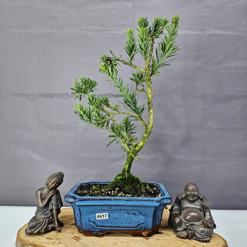 Clearance: Buddhist Pine (Podocarpus Micro) Bonsai Tree | Shaped | In 20cm Pot