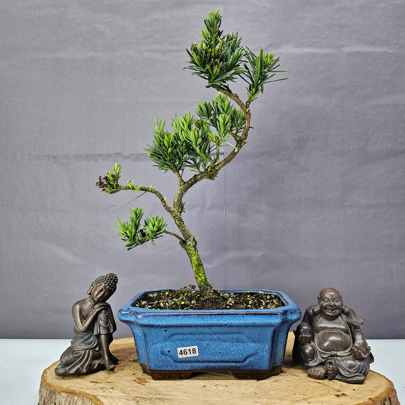 Clearance: Buddhist Pine (Podocarpus Micro) Bonsai Tree | Shaped | In 20cm Pot