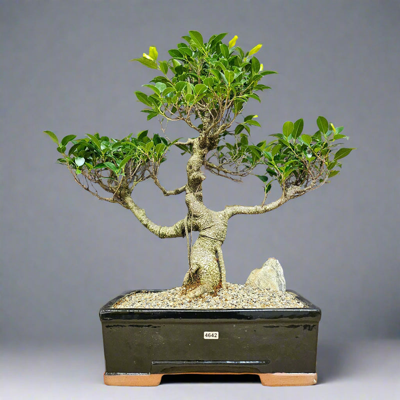 Ficus Microcarpa (Banyan Fig) Large Indoor Bonsai Tree | Shaped | In 35cm Pot