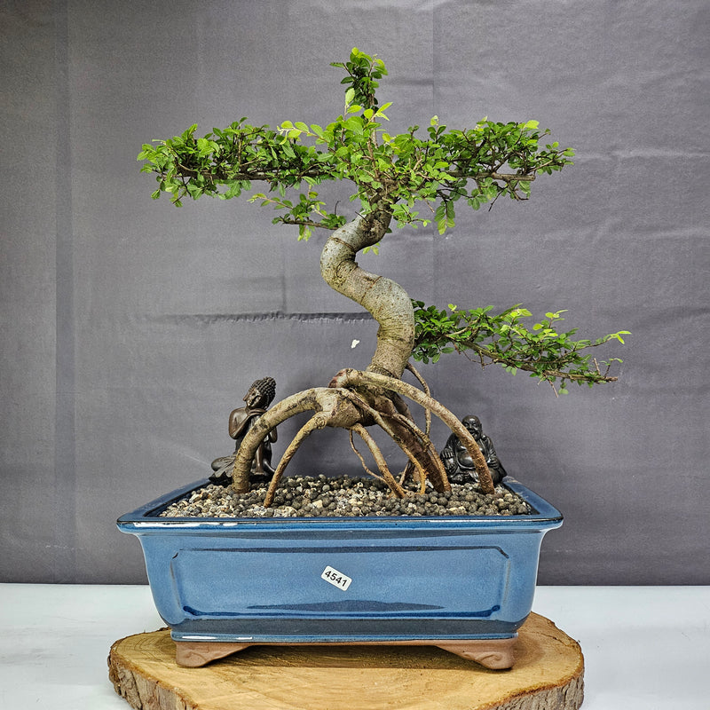 Chinese Elm (Ulmus Parvifolia) Bonsai Tree | Shaped | In 30cm Pot