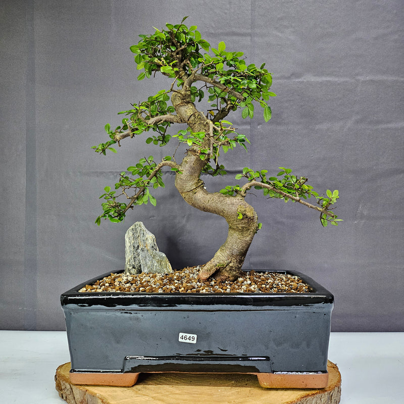 Chinese Elm (Ulmus Parvifolia) Bonsai Tree | Shaped | In 30cm Pot