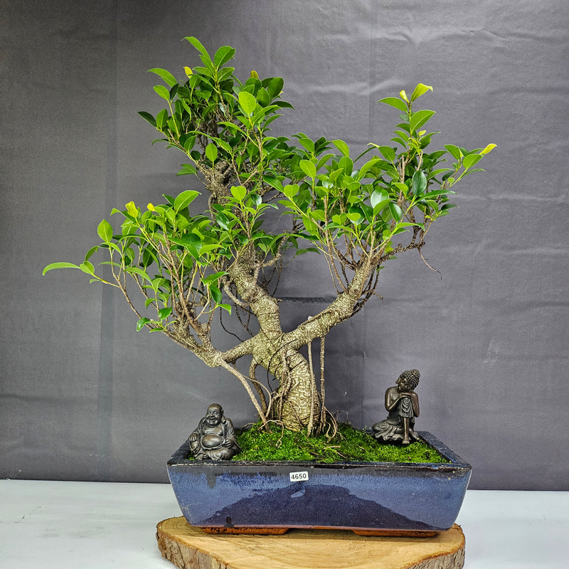 Ficus Microcarpa (Banyan Fig) Large Indoor Bonsai Tree | Shaped | In 35cm Pot