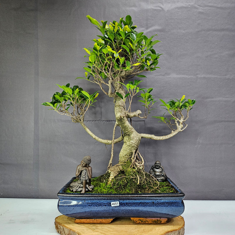 Ficus Microcarpa (Banyan Fig) Large Indoor Bonsai Tree | Shaped | In 35cm Pot