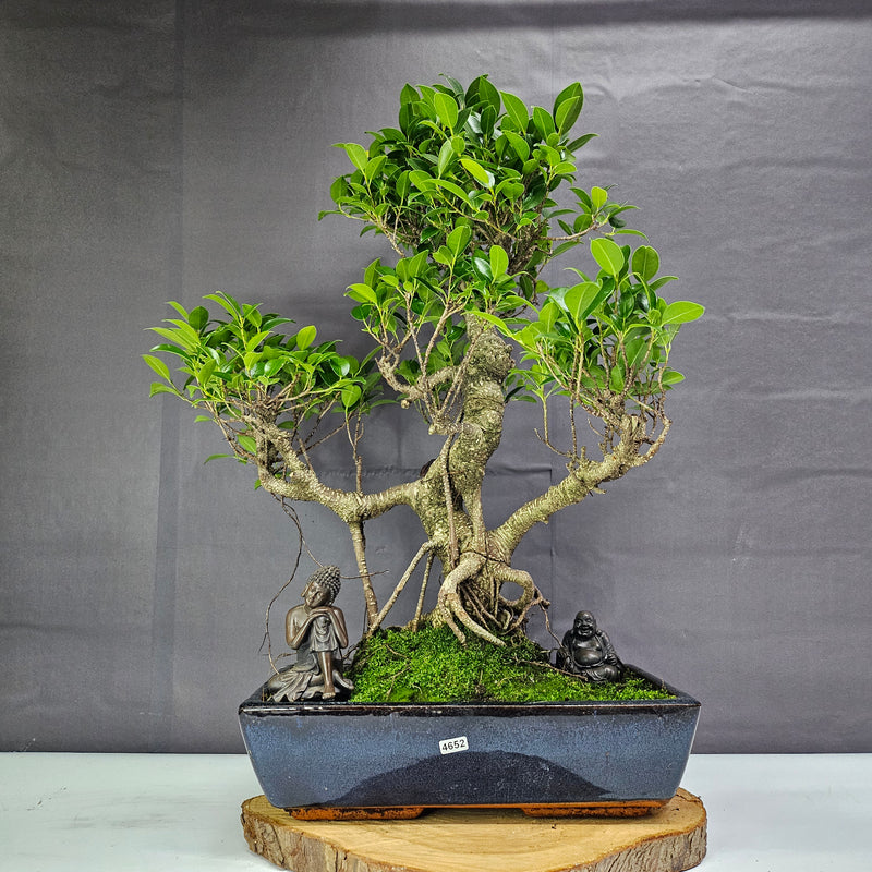 Ficus Microcarpa (Banyan Fig) Large Indoor Bonsai Tree | Shaped | In 35cm Pot