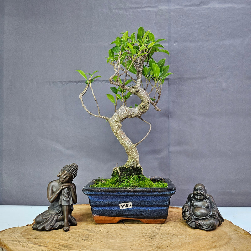 Ficus Microcarpa (Banyan Fig) Indoor Bonsai Tree | Shaped | In 15cm Pot