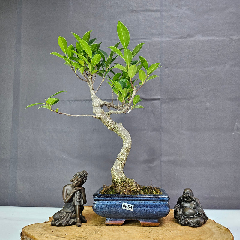 Ficus Microcarpa (Banyan Fig) Indoor Bonsai Tree | Shaped | In 15cm Pot