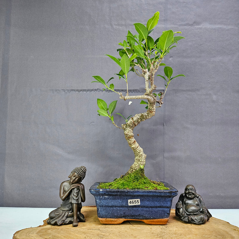 Ficus Microcarpa (Banyan Fig) Indoor Bonsai Tree | Shaped | In 15cm Pot