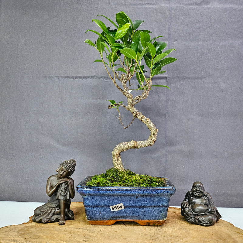 Ficus Microcarpa (Banyan Fig) Indoor Bonsai Tree | Shaped | In 15cm Pot