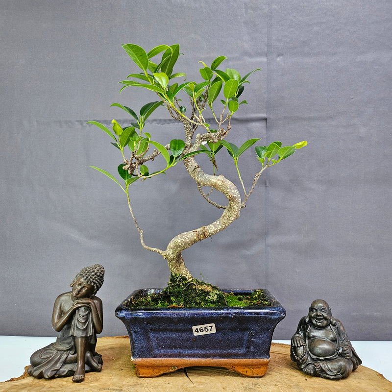 Ficus Microcarpa (Banyan Fig) Indoor Bonsai Tree | Shaped | In 15cm Pot