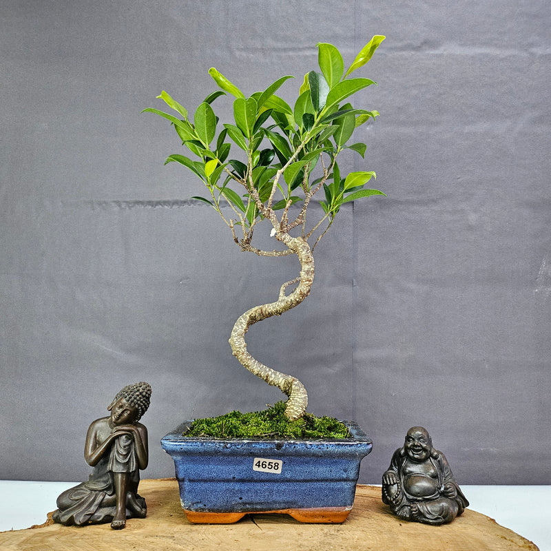 Ficus Microcarpa (Banyan Fig) Indoor Bonsai Tree | Shaped | In 15cm Pot