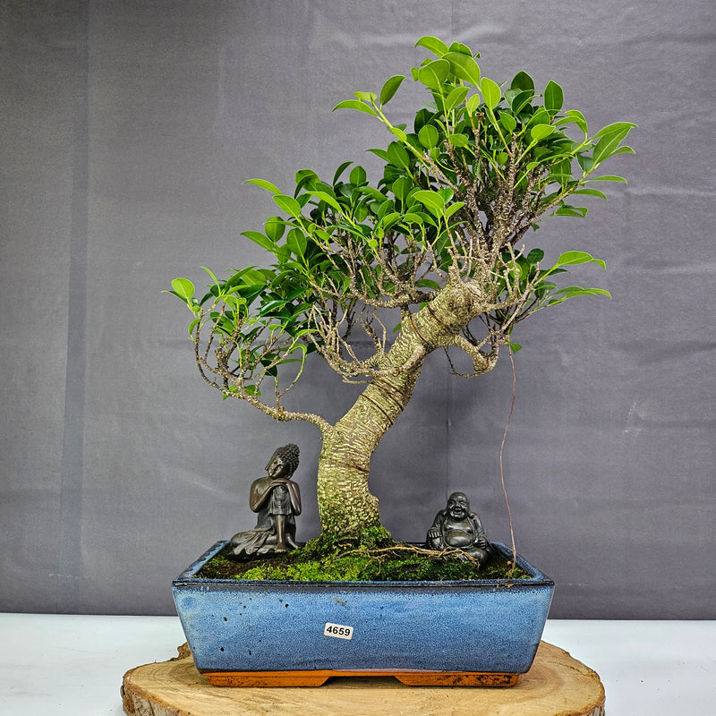 Ficus Microcarpa (Banyan Fig) Indoor Bonsai Tree | Shaped | In 30cm Pot