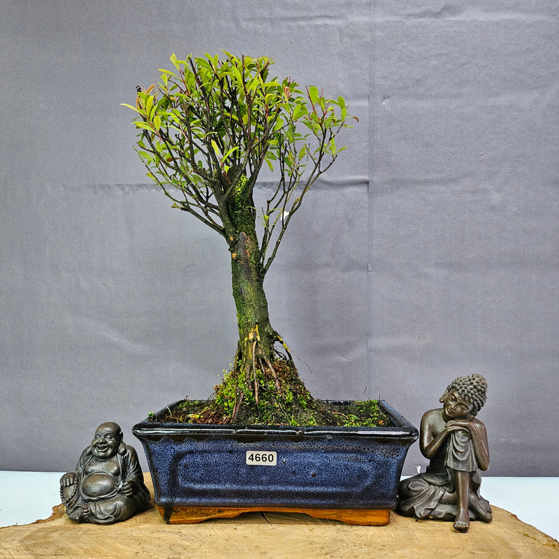 Brush Cherry (Syzygium) Bonsai Tree | Broom | In 20cm Pot