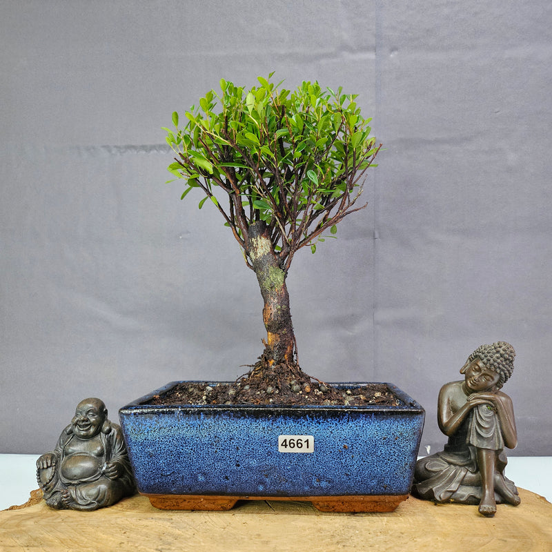 Brush Cherry (Syzygium) Bonsai Tree | Broom | In 20cm Pot