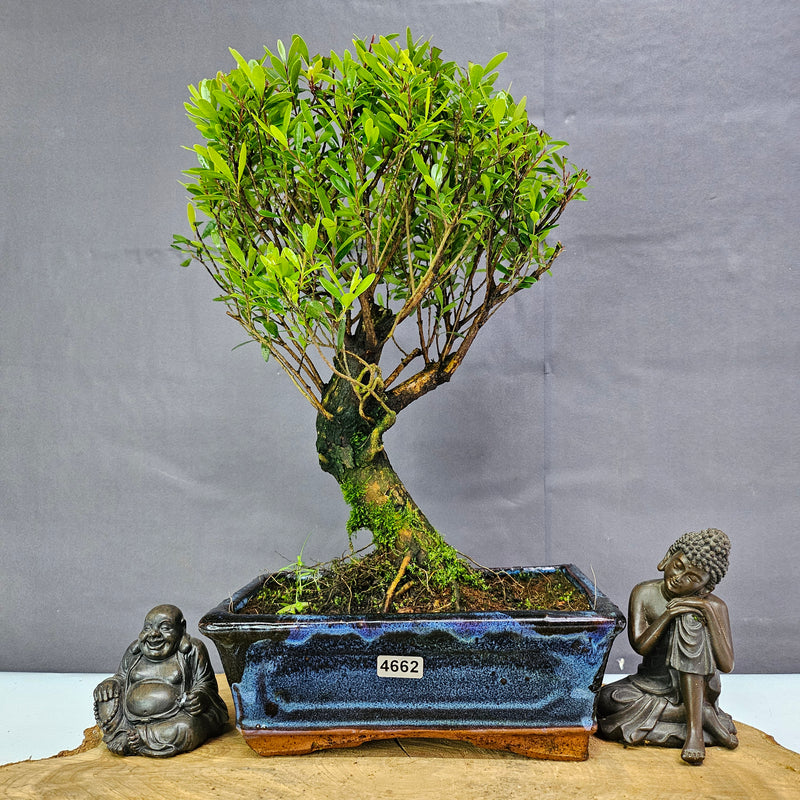 Brush Cherry (Syzygium) Bonsai Tree | Broom | In 20cm Pot