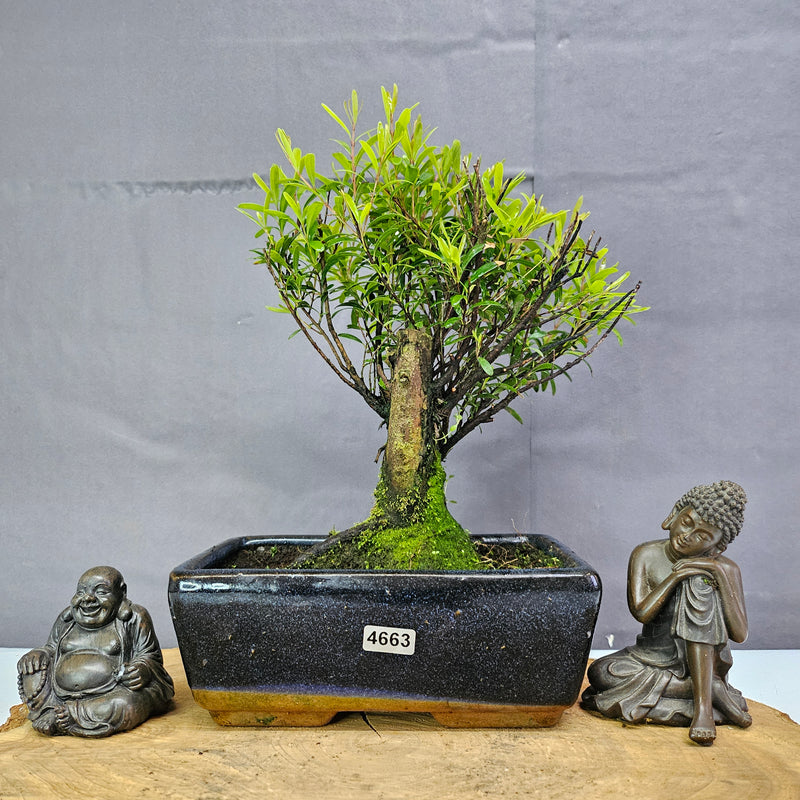 Brush Cherry (Syzygium) Bonsai Tree | Broom | In 20cm Pot