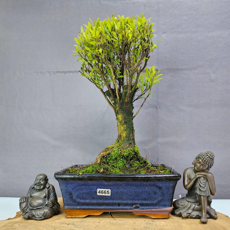 Brush Cherry (Syzygium) Bonsai Tree | Broom | In 20cm Pot