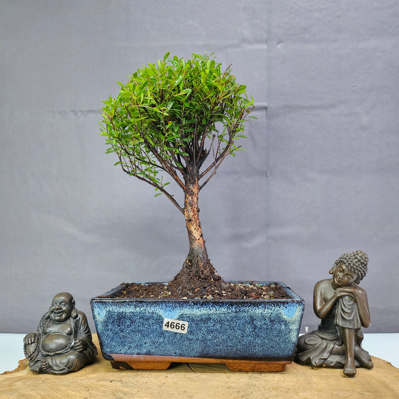 Brush Cherry (Syzygium) Bonsai Tree | Broom | In 20cm Pot