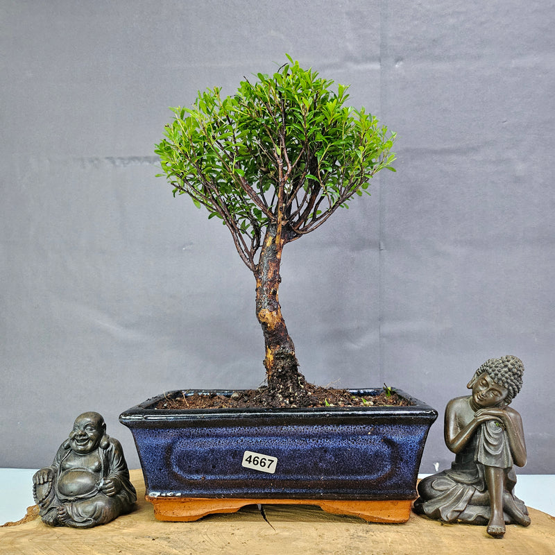 Brush Cherry (Syzygium) Bonsai Tree | Broom | In 20cm Pot