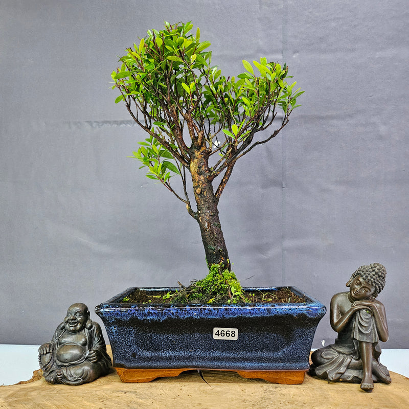 Brush Cherry (Syzygium) Bonsai Tree | Broom | In 20cm Pot