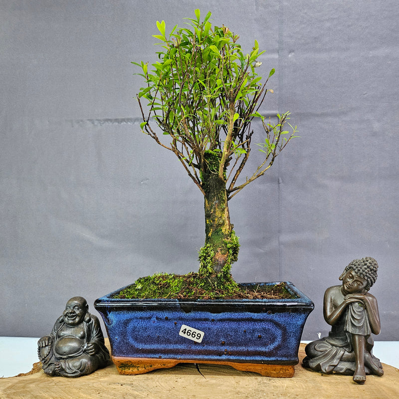 Brush Cherry (Syzygium) Bonsai Tree | Broom | In 20cm Pot