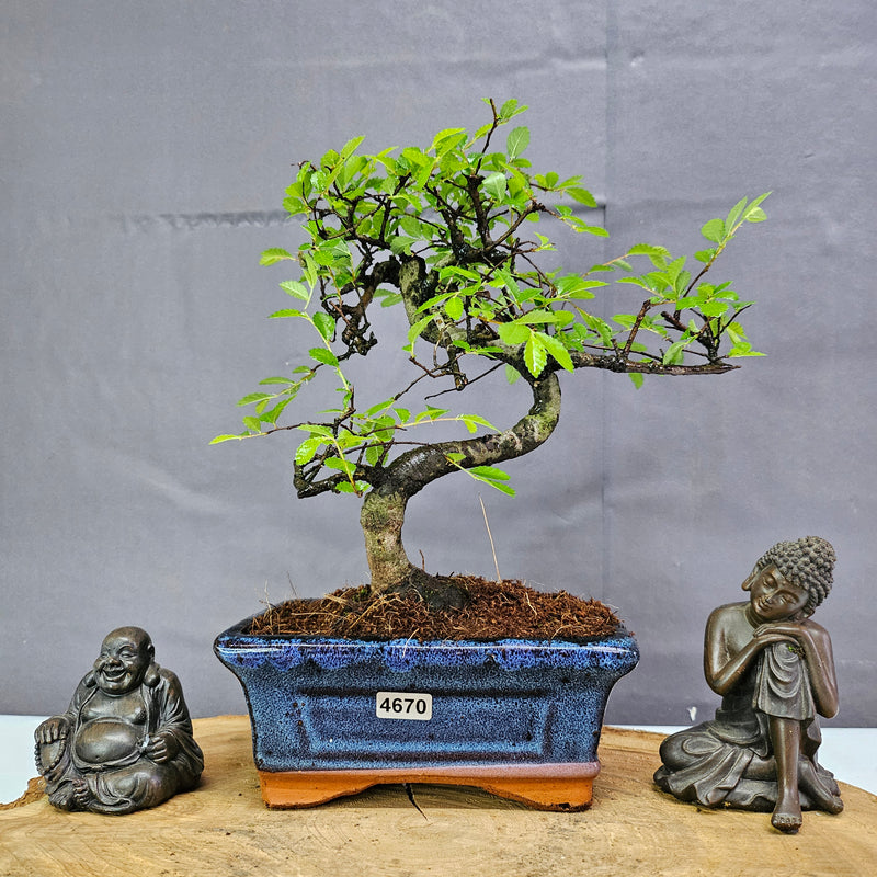 Chinese Elm (Ulmus Parvifolia) Bonsai Tree | Shaped | In 15cm Pot