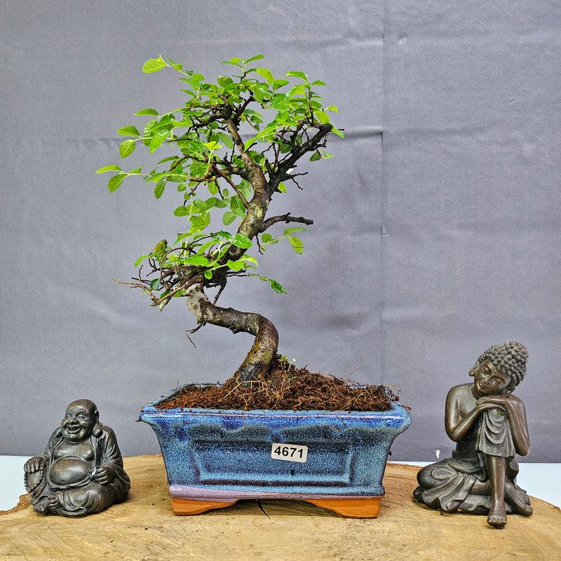 Chinese Elm (Ulmus Parvifolia) Bonsai Tree | Shaped | In 15cm Pot