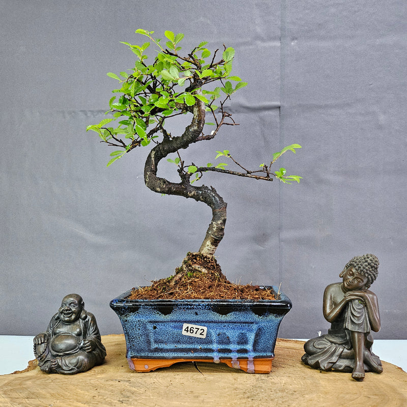 Chinese Elm (Ulmus Parvifolia) Bonsai Tree | Shaped | In 15cm Pot