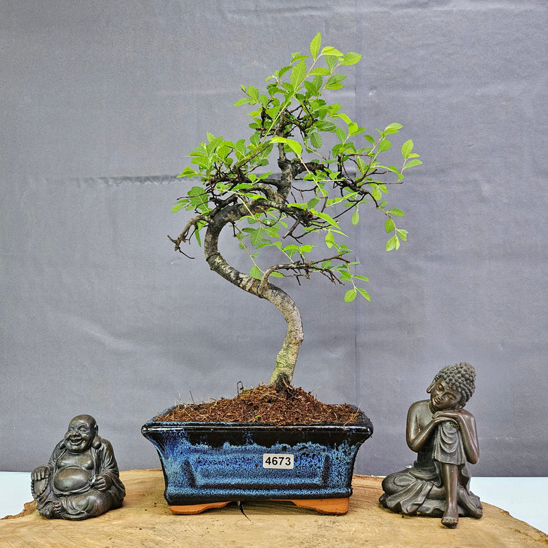 Chinese Elm (Ulmus Parvifolia) Bonsai Tree | Shaped | In 15cm Pot