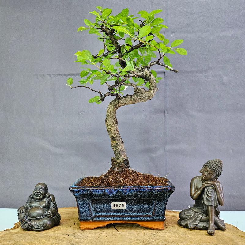 Chinese Elm (Ulmus Parvifolia) Bonsai Tree | Shaped | In 15cm Pot