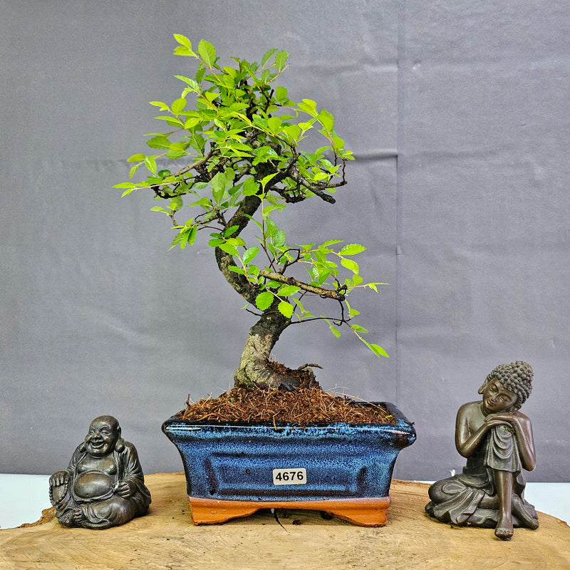 Chinese Elm (Ulmus Parvifolia) Bonsai Tree | Shaped | In 15cm Pot