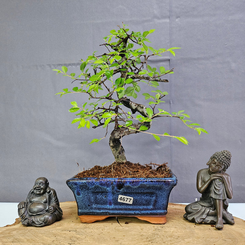 Chinese Elm (Ulmus Parvifolia) Bonsai Tree | Shaped | In 15cm Pot