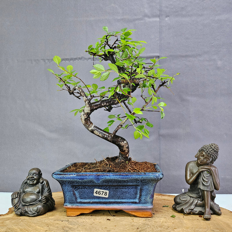 Chinese Elm (Ulmus Parvifolia) Bonsai Tree | Shaped | In 15cm Pot