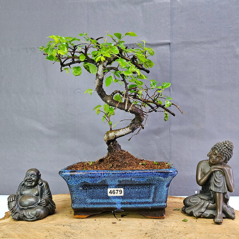 Chinese Elm (Ulmus Parvifolia) Bonsai Tree | Shaped | In 15cm Pot