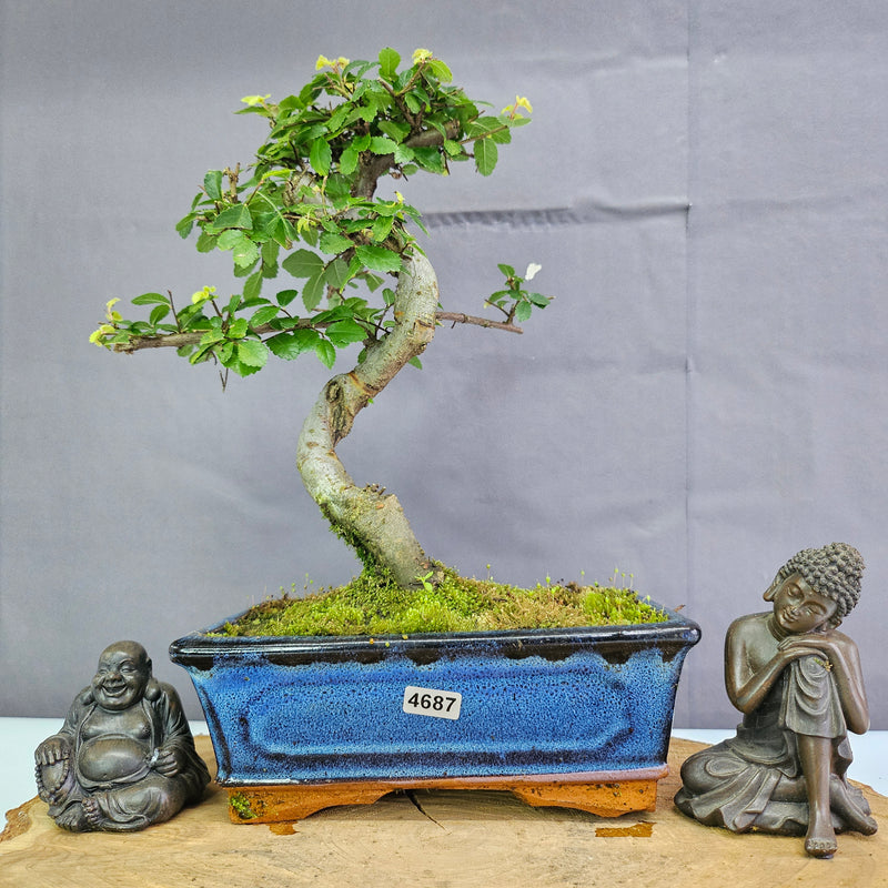 Chinese Elm (Ulmus Parvifolia) Bonsai Tree | Shaped | In 20cm Pot