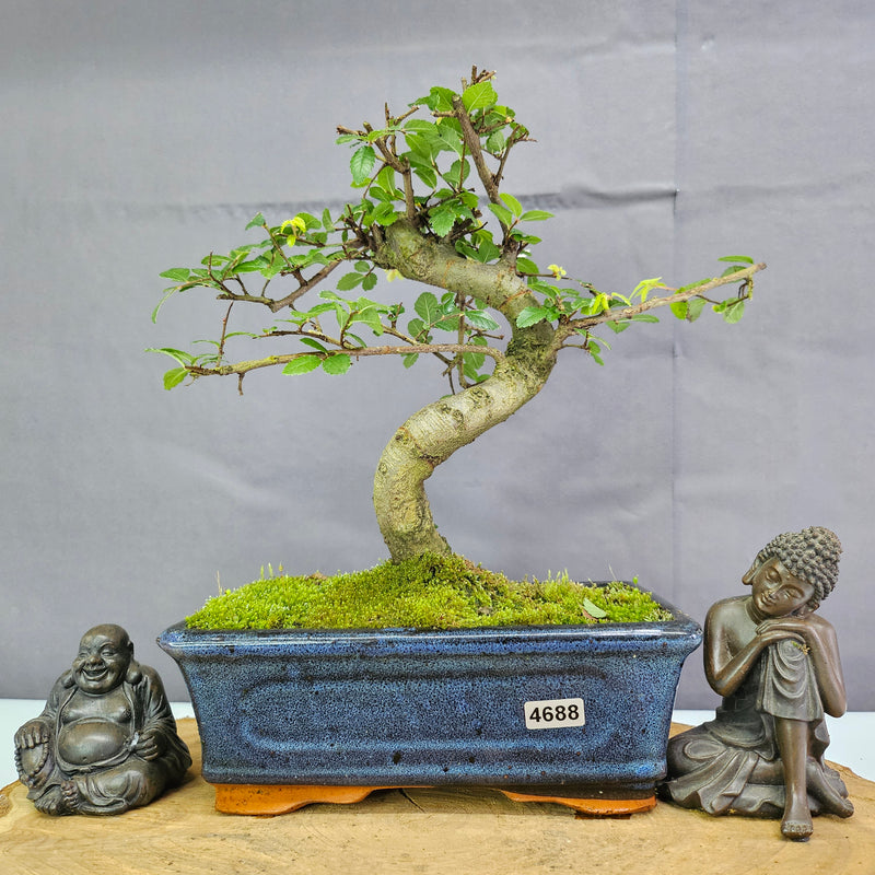 Chinese Elm (Ulmus Parvifolia) Bonsai Tree | Shaped | In 20cm Pot