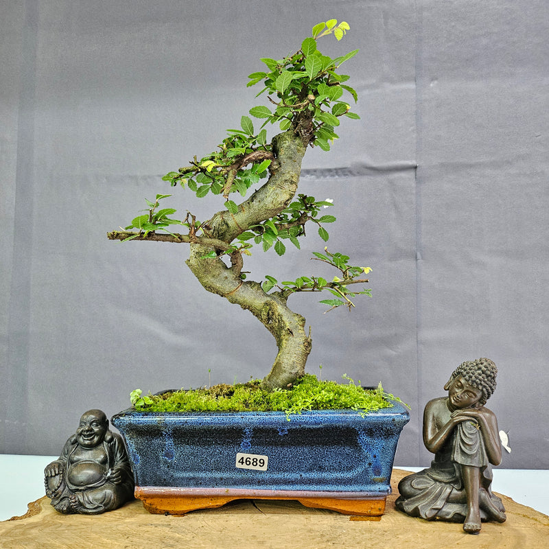 Chinese Elm (Ulmus Parvifolia) Bonsai Tree | Shaped | In 20cm Pot