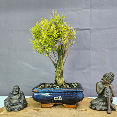 Indoor and Outdoor Bonsai Trees Collection