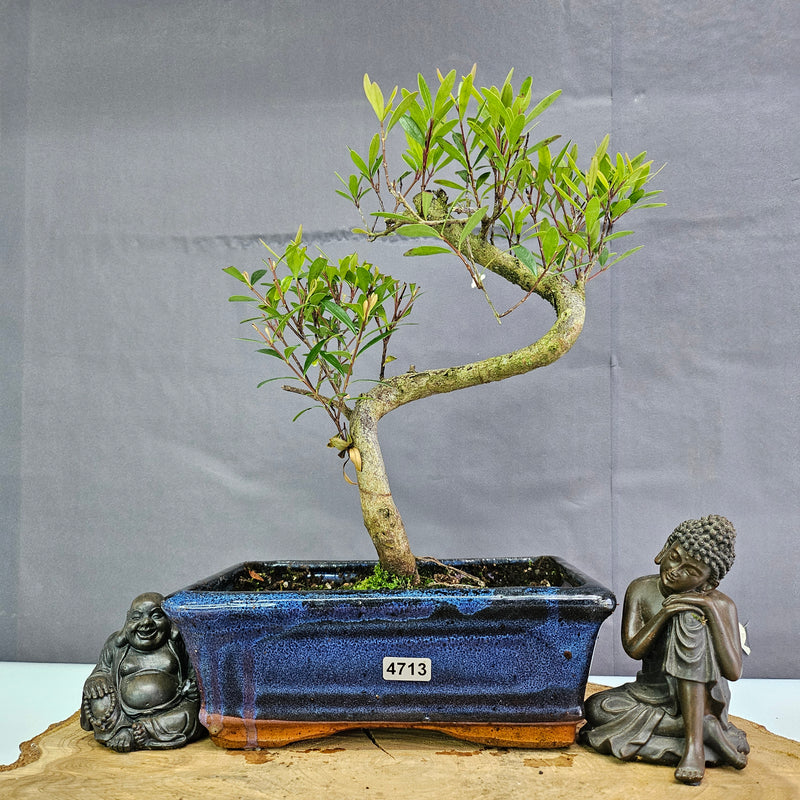 Clearance: Brush Cherry (Syzygium) Bonsai Tree | Shaped | In 20cm Pot