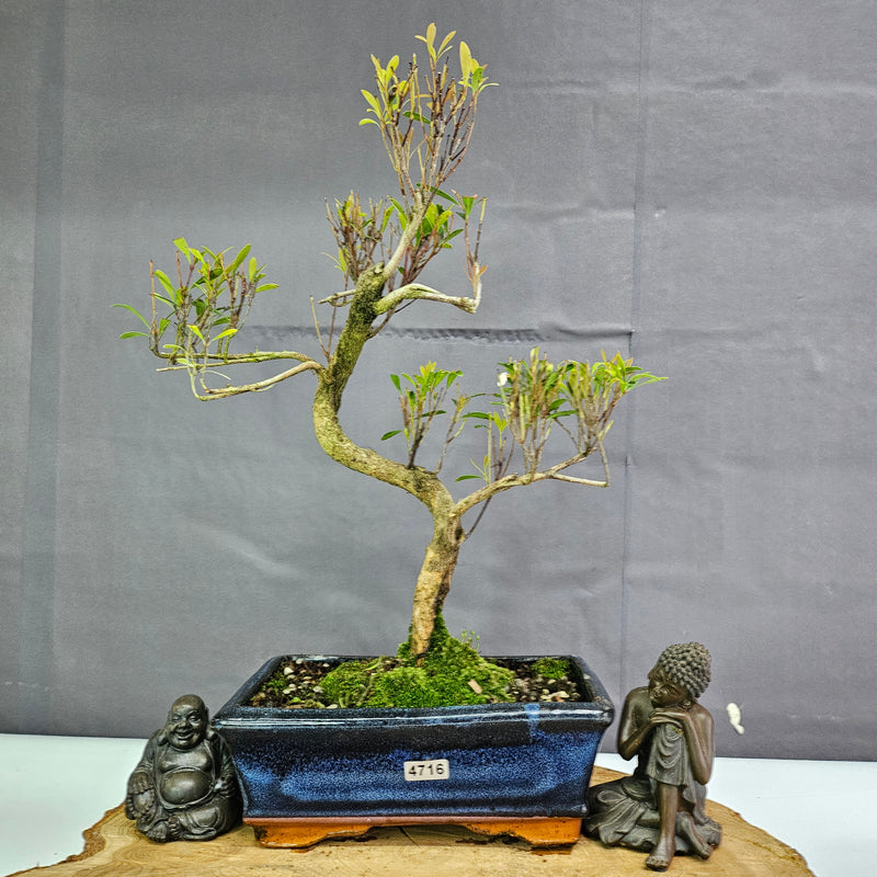 Clearance: Brush Cherry (Syzygium) Bonsai Tree | Shaped | In 20cm Pot