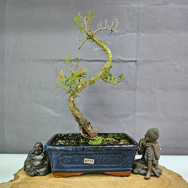 Clearance: Brush Cherry (Syzygium) Bonsai Tree | Shaped | In 20cm Pot