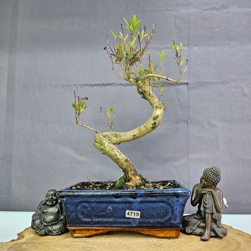 Clearance: Brush Cherry (Syzygium) Bonsai Tree | Shaped | In 20cm Pot