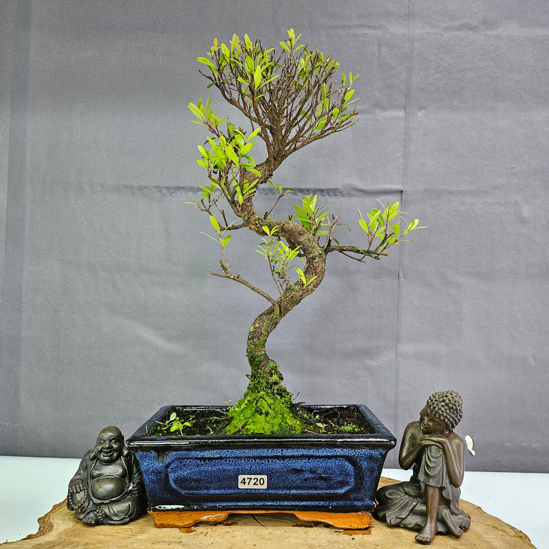 Clearance: Brush Cherry (Syzygium) Bonsai Tree | Shaped | In 20cm Pot