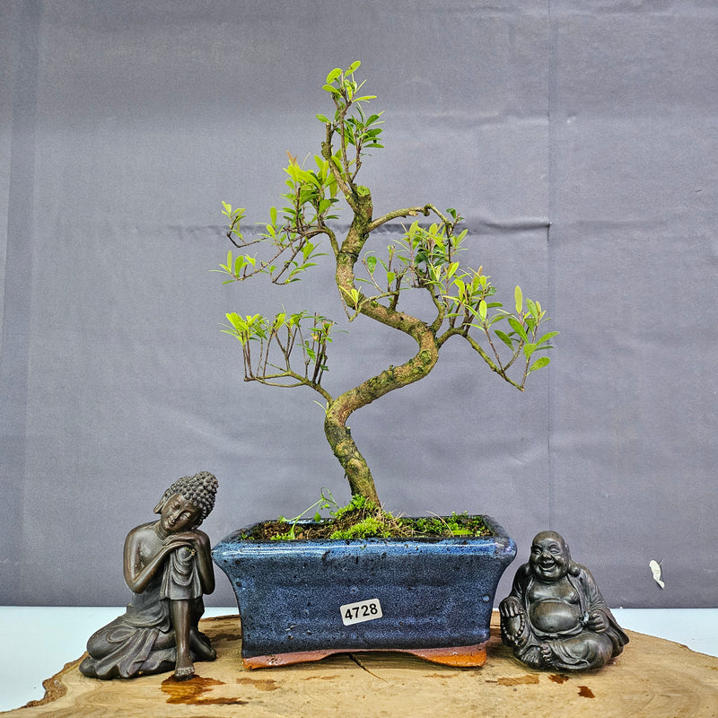 Clearance: Brush Cherry (Syzygium) Bonsai Tree | Shaped | In 15cm Pot