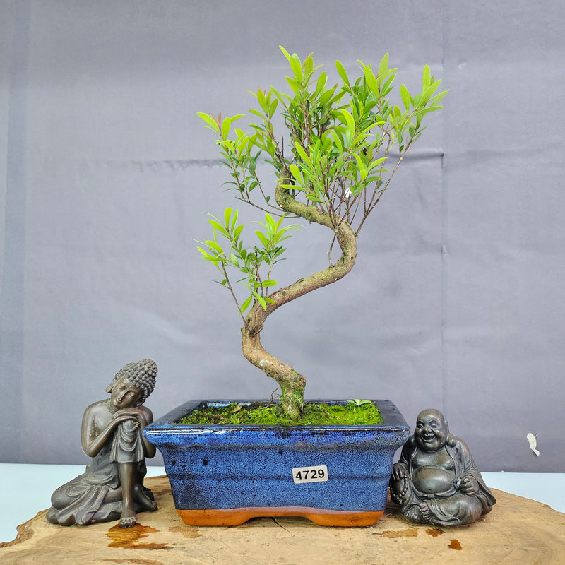 Clearance: Brush Cherry (Syzygium) Bonsai Tree | Shaped | In 15cm Pot