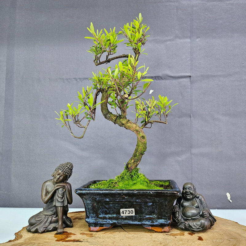 Clearance: Brush Cherry (Syzygium) Bonsai Tree | Shaped | In 15cm Pot