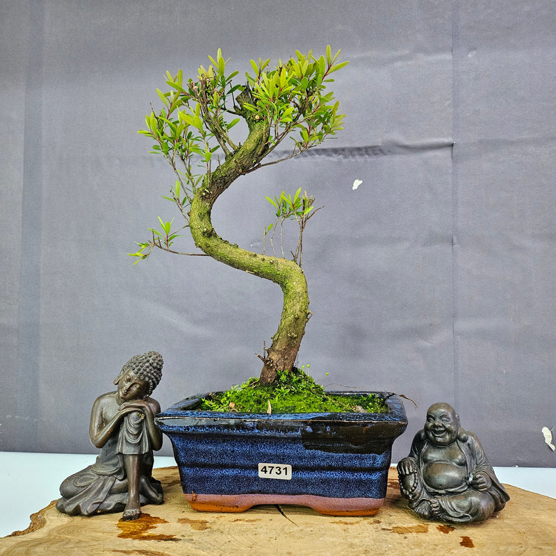 Clearance: Brush Cherry (Syzygium) Bonsai Tree | Shaped | In 15cm Pot