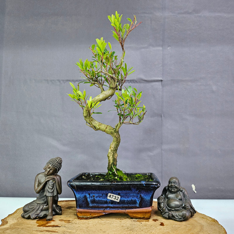 Clearance: Brush Cherry (Syzygium) Bonsai Tree | Shaped | In 15cm Pot